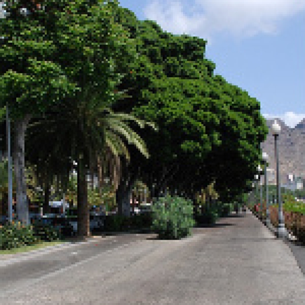 laurelesavenidaAnaga