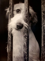 maltrato_animal_1