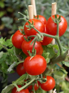 Tomates