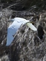 Sí se puede promoverá la puesta en marcha de un proyecto de turismo ornitológico en la costa lagunera