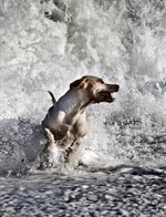 perro_playa-5_phixr