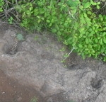 Cazoletas