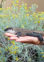 lagarto-gigante-la-gomera_phixr