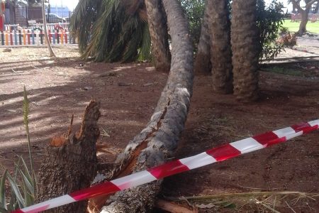 Sí se puede se pregunta si la caída de palmas de gran porte en San Sebastián se relaciona con el descontrol sobre el picudo negro