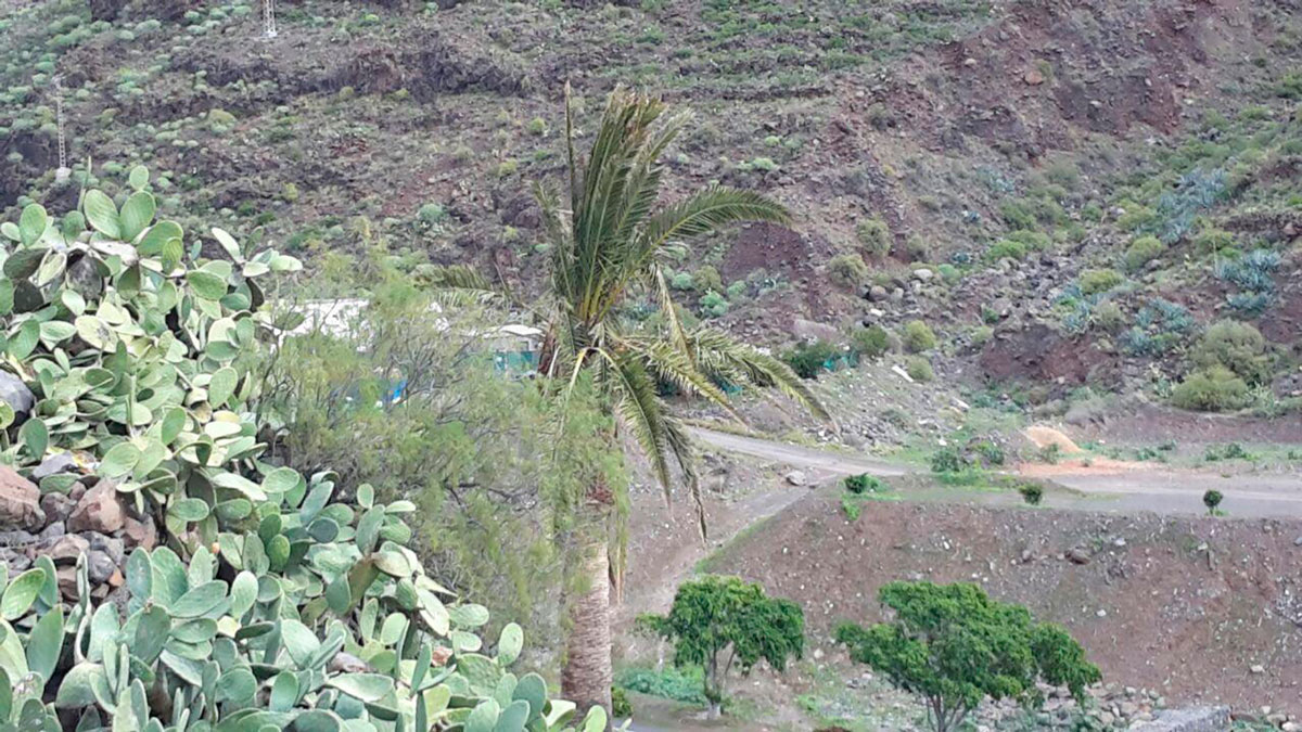 orijamas-1
