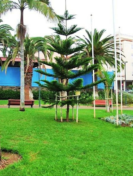 ARBOL-POESIA-LAGUNA