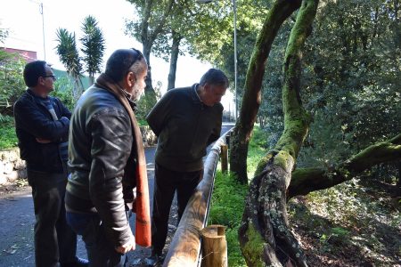 Profesores de la ULL ensalzan los valores botánicos y didácticos del bosque del Adelantado