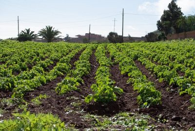 El Ros_Ayudas Agricultura w
