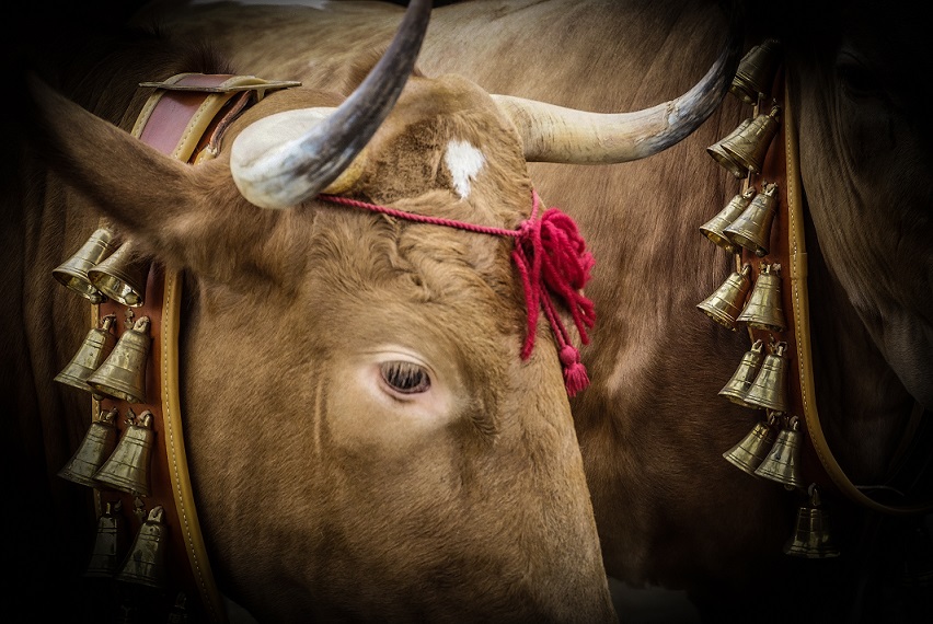 ElRos_Feria de ganado 02