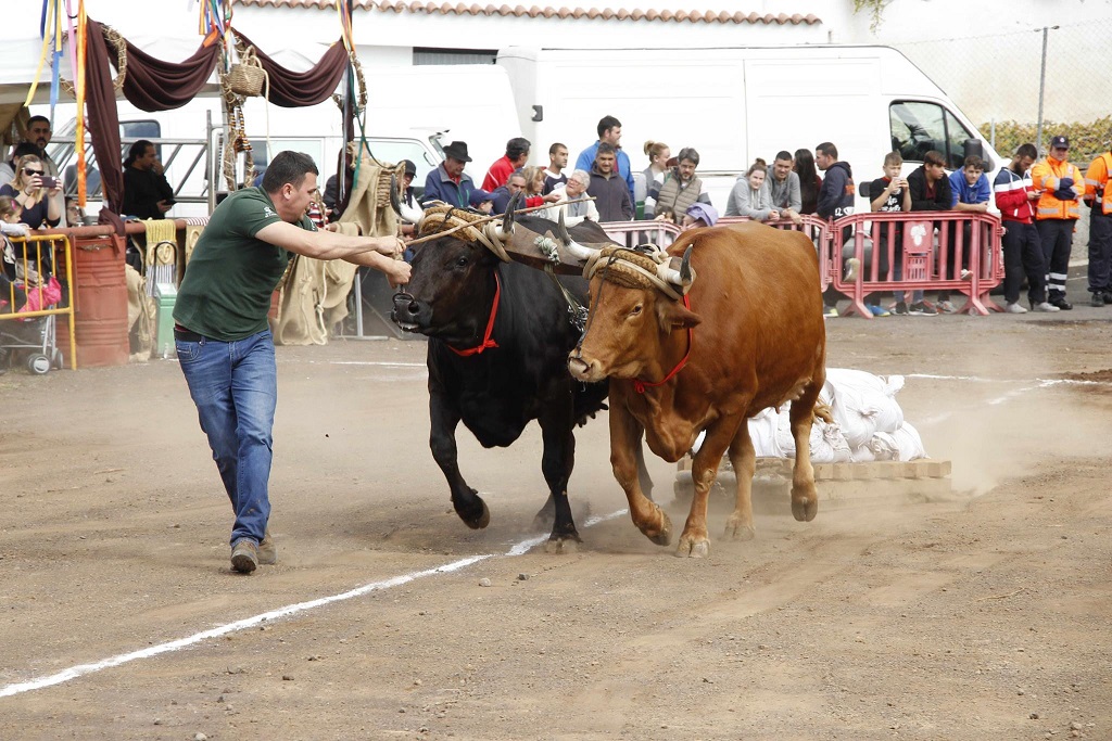 Imagen de archivo de arrastre de ganado.