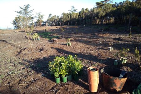 Estudiantes de La Laguna, Noruega, Rumanía, Turquía y Polonia participan este lunes en una acción medioambiental en la Mesa Mota     