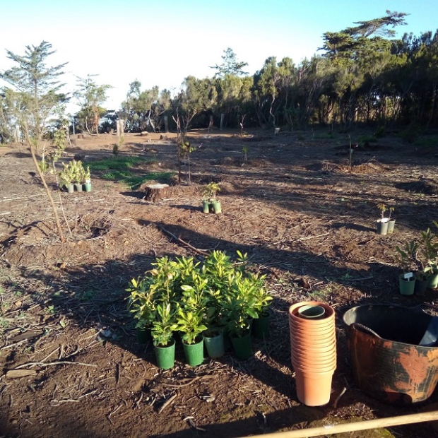 LL_Reforestación_Mesa_Mota_archivo4