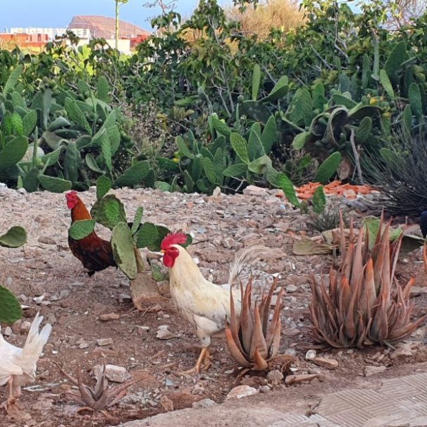 Aves_asilvestradas_LaLaguna1