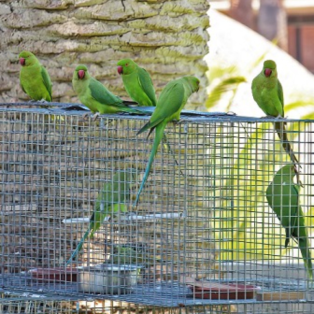 LL_Trampa_Neotrópico_cotorra_Kramer1