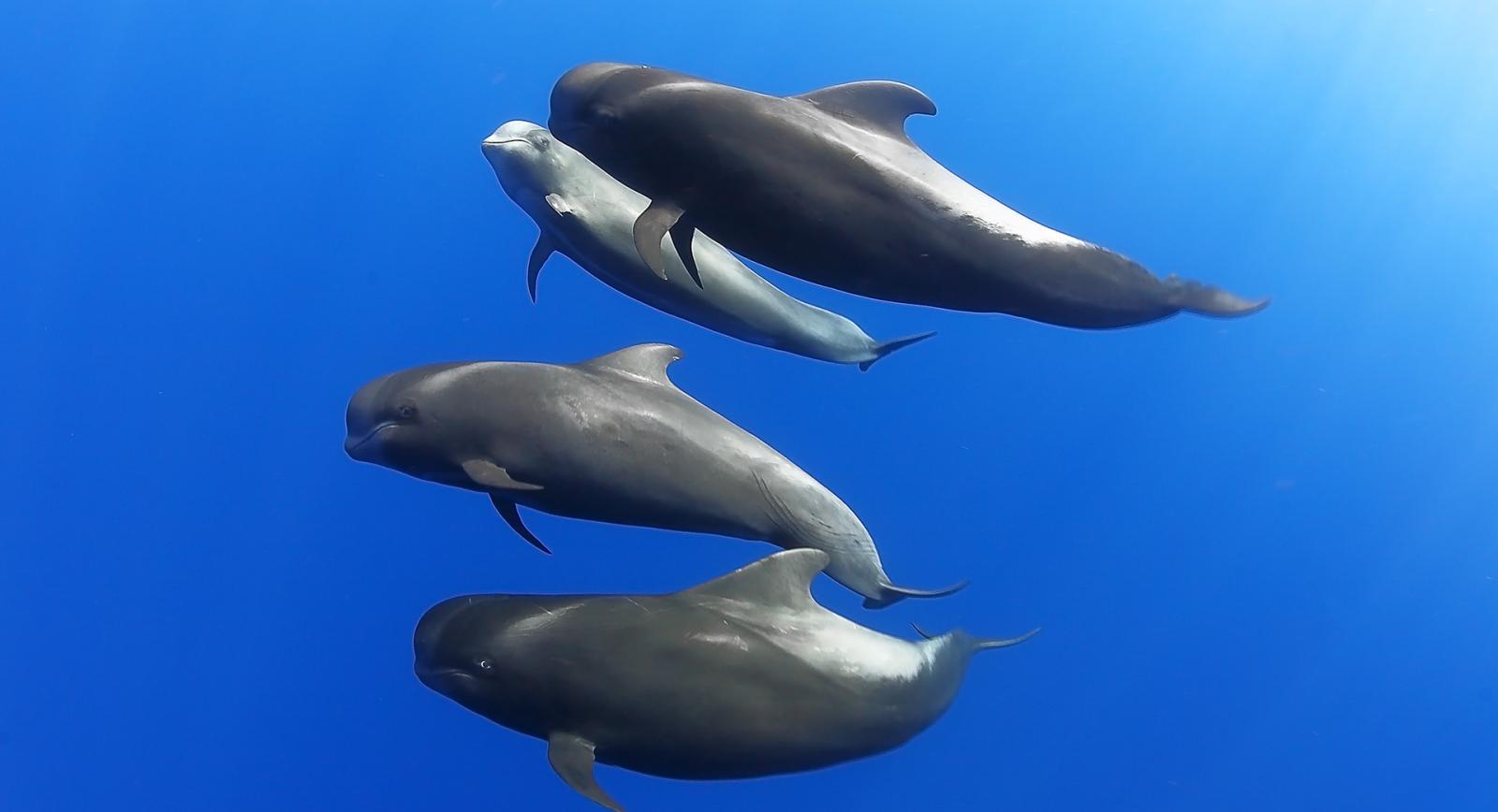 Ballenas calderón